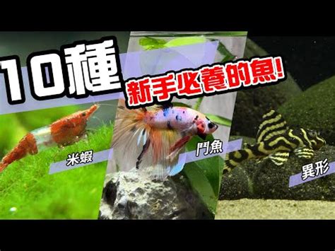 淡水魚飼養